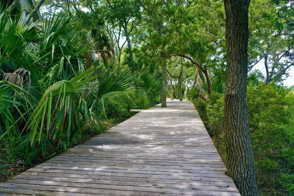 A serene wooden walkway winds through lush greenery, bathed in dappled sunlight. This inviting space is ideal for wildlife discovery, relaxed strolls, and nature observation—offering a safe area for kids to explore.